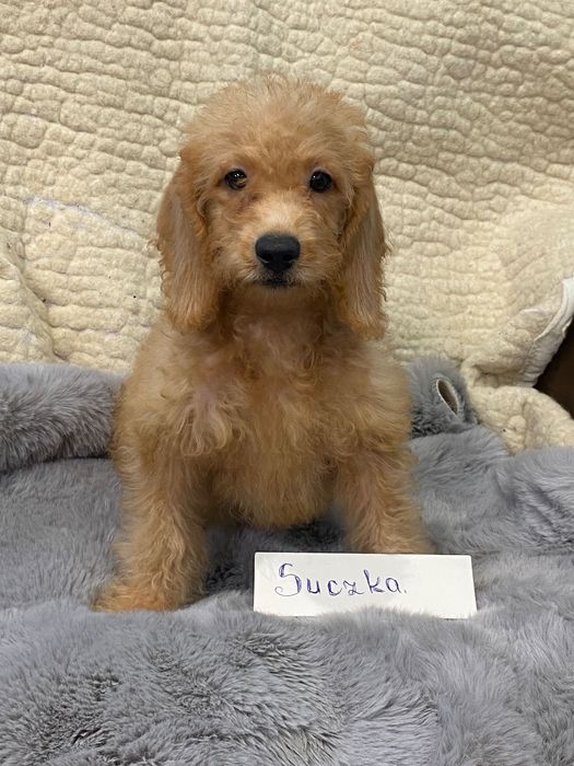 Sprzedam śliczne cockapoo