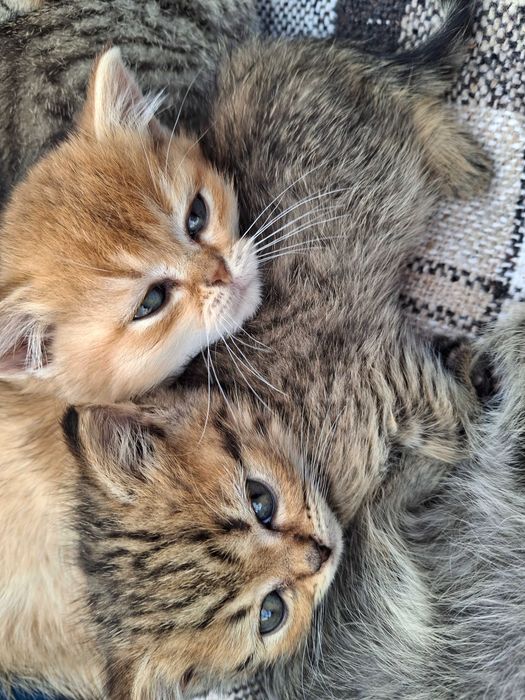 Продаж Шотландських Кошенят