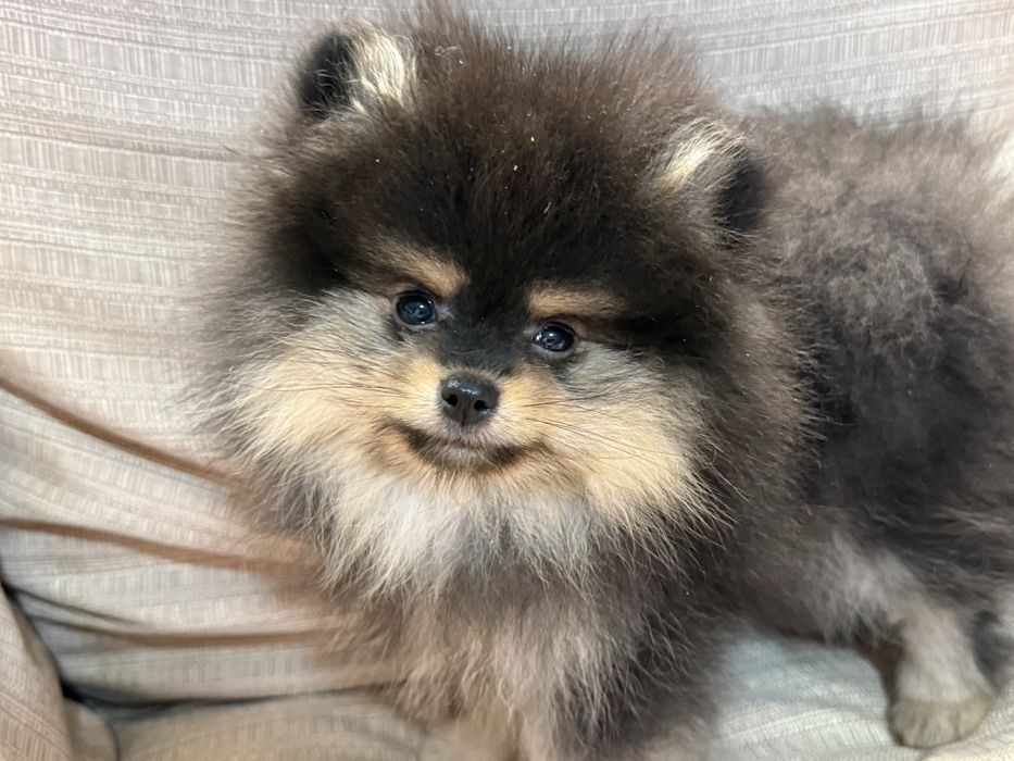 Leoś szpic minaturowy