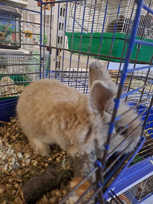 Декоративный кролик