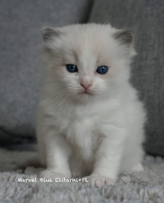 Kocurek, rodowód FPL, hodowla 15 lat.