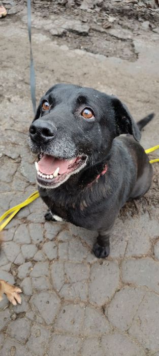 Leo- wspaniały i łagodny mix labrador czeka na dom