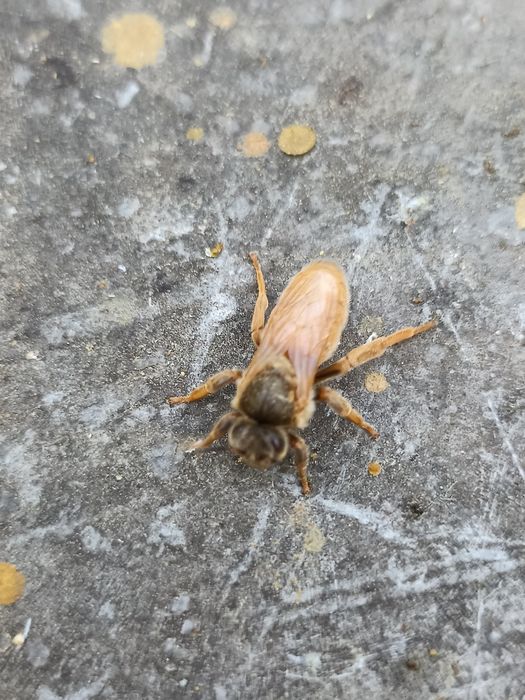 НЕПЛІДНІ матки бакфаст на 2025 р.