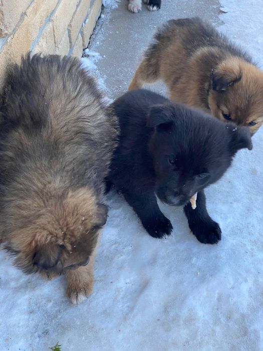 віддамо безкоштовно дуже милих цуценят