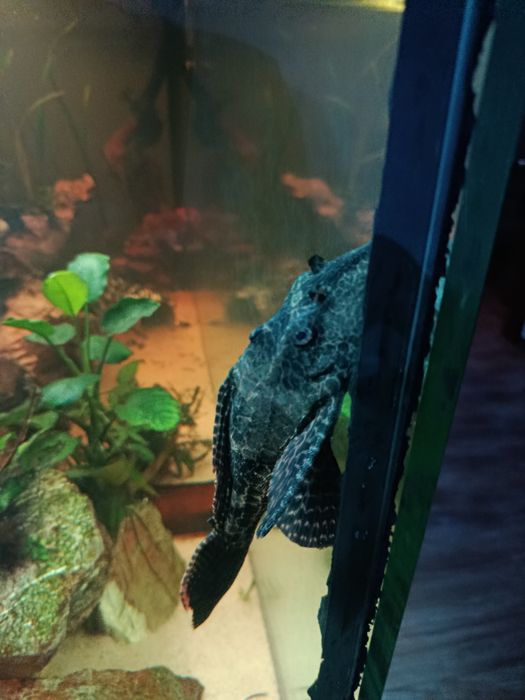 Pleco leopardo 20/25 cm