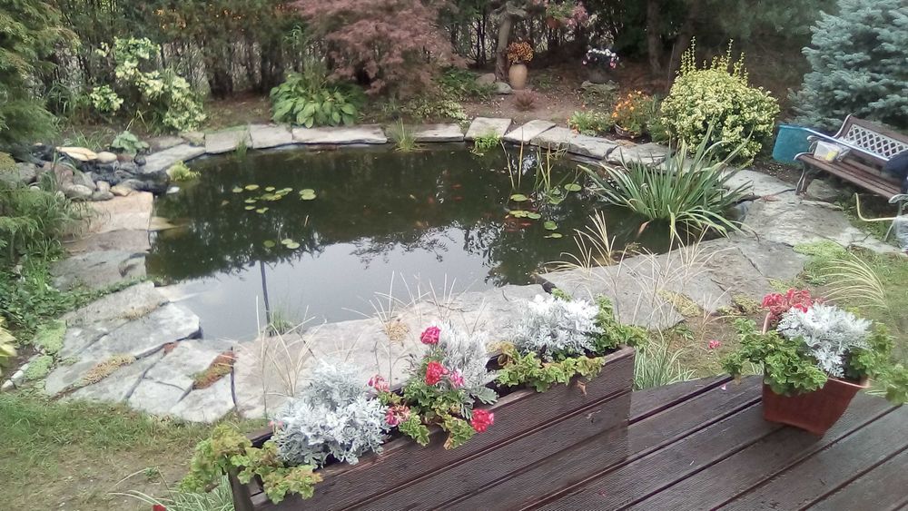 lilie wodne , rośliny strefy błotnej ,oczka wodne, filtry , prefiltry,