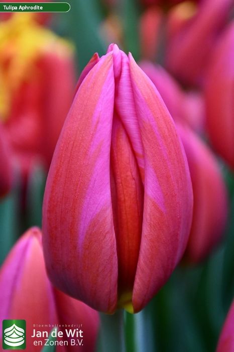 Зріз тюльпана до Міжнародного жіночого дня від вир