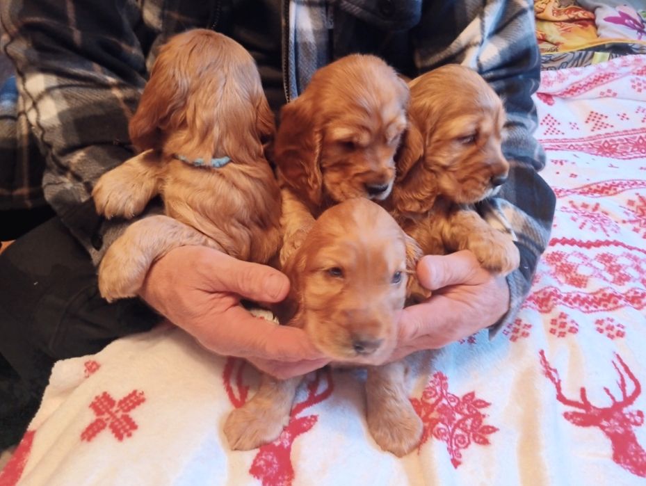 Piękne suczki i pieski Cocker spaniel