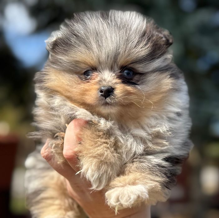 Szpic miniaturowy pomeranian piesek Amor z rodowodem