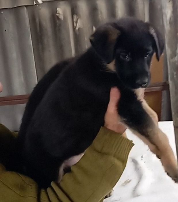 Яркая йодовая немочка из питомника