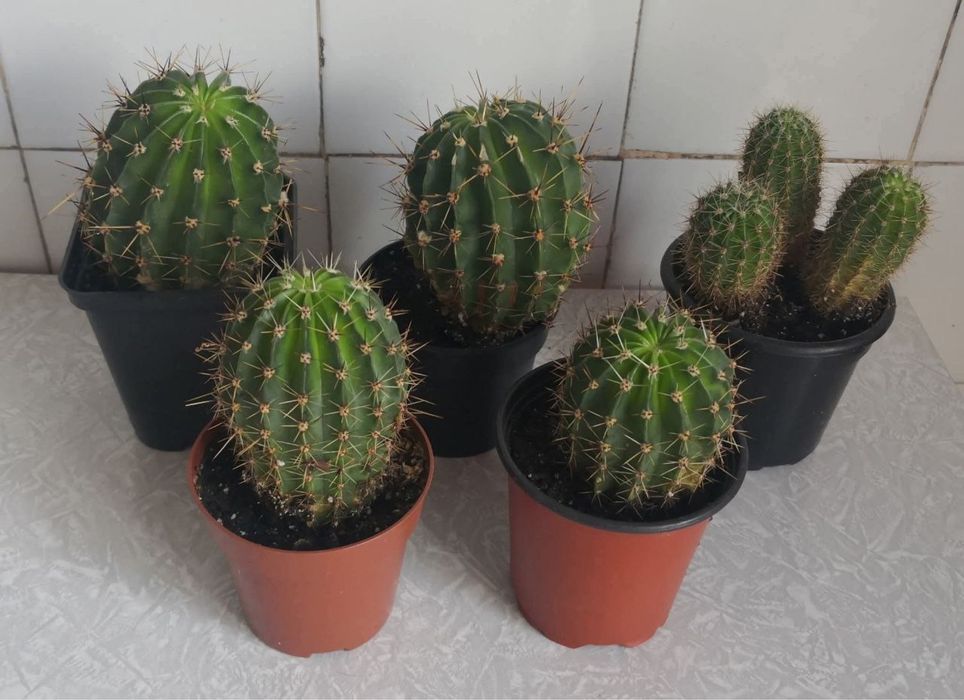 Продаю кактусята