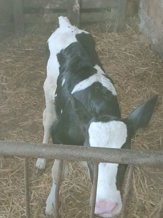 Byk byczek 2 tyg jaloszka 3tyg