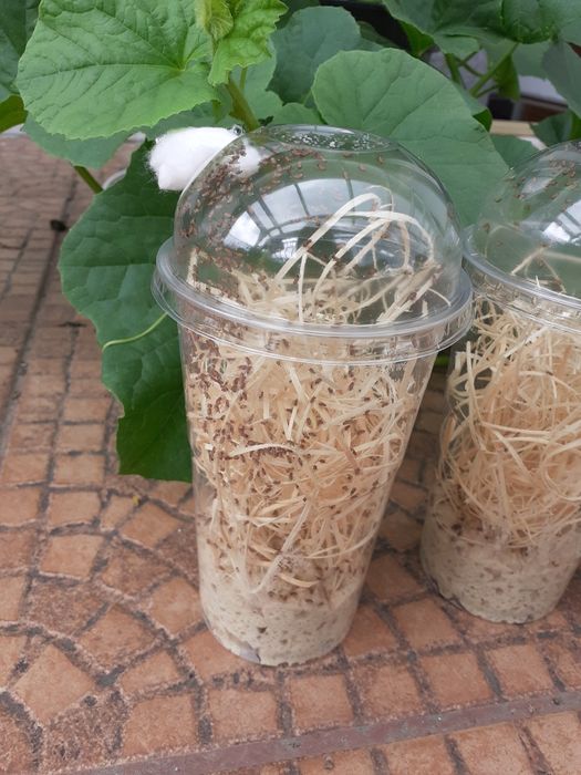 3 x Drosophila melanogaster