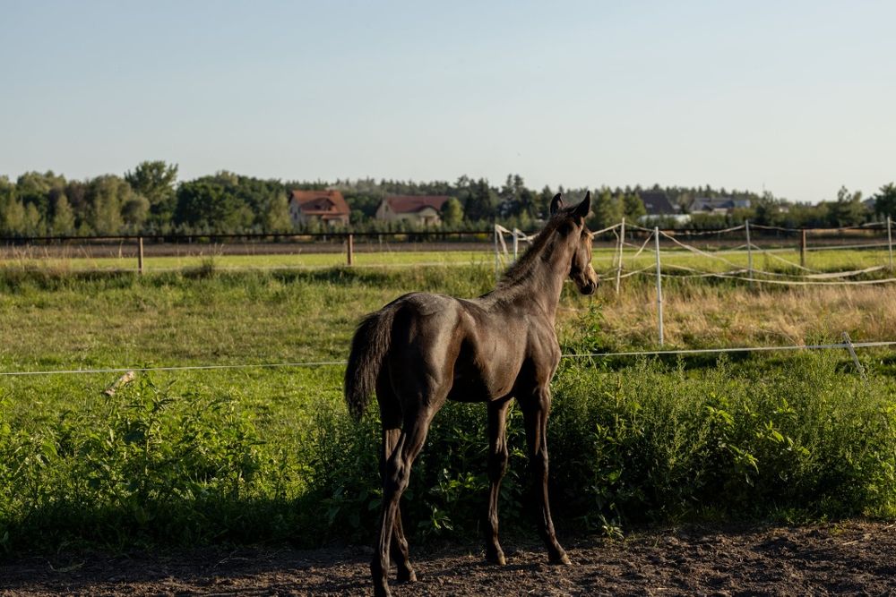 Koń, źrebak odsadek