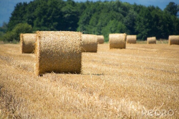 Sprzedam SŁOMĘ PIĘKNĄ suchą czystą spod dachu 2025!