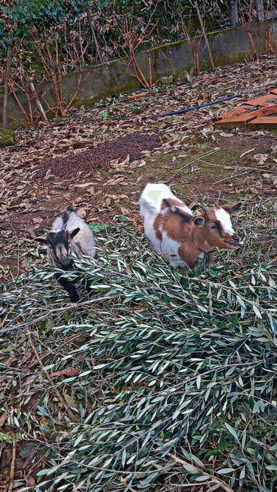 Cabras raça anã muito meigas