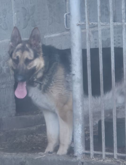 Oddam psa owczarka niemieckiego