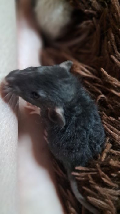 Пацюки кучеряві дамбо  рекс.