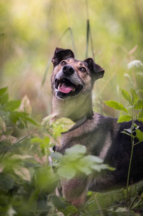 Miszel -wdzięk i elegancja, aktywny psiak do adopcji.
