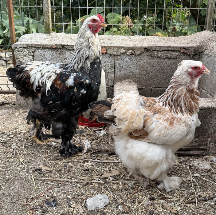 Ovos Férteis para Incubação de várias raças puras