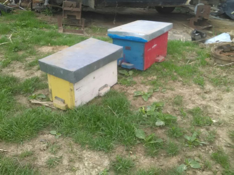 Нуклеус.          .