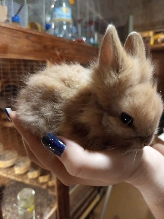 Милый маленький крольчонок