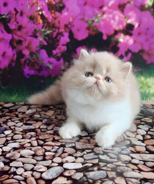 Персидские нежные котики