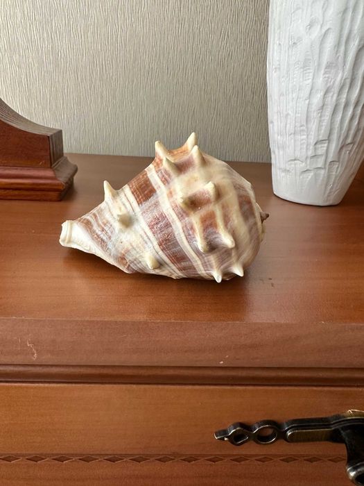 Ракушки (мушлі) для декора