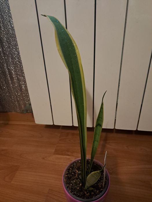 Сансевієрія "Наталі"