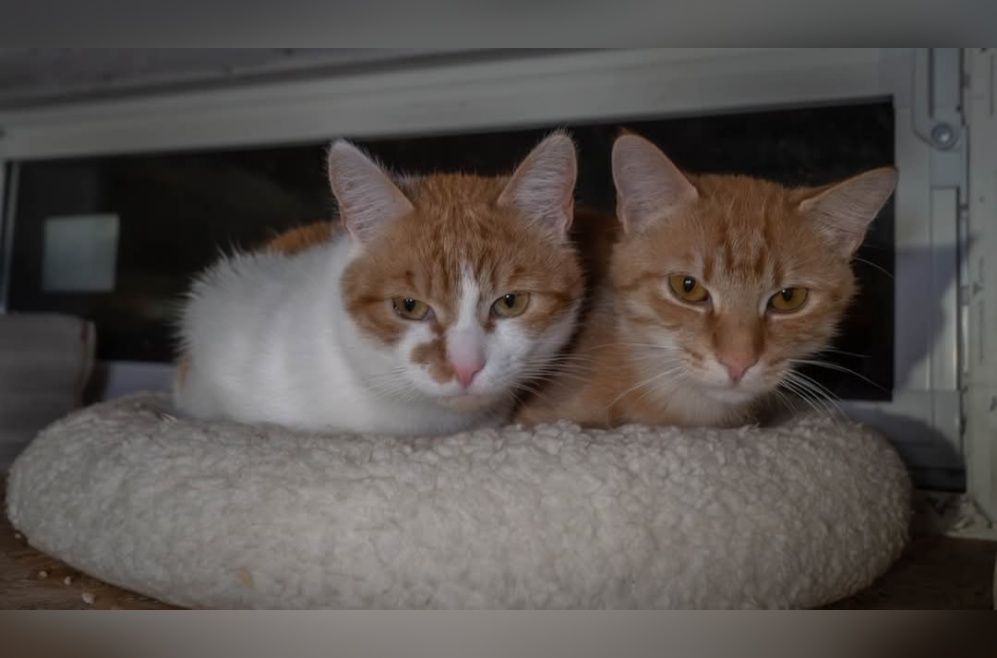 Cudowne kociaki szukają domku!