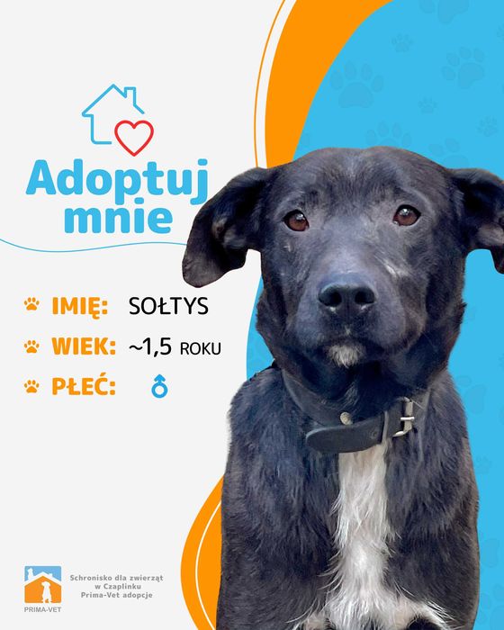 SOŁTYS - 1,5roczny psiak jeszcze nie zaznał dobra
