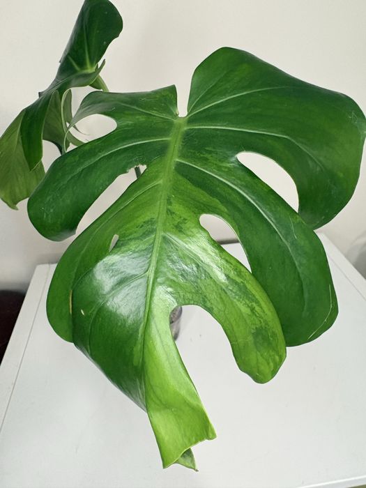 Monstera gog green on green
