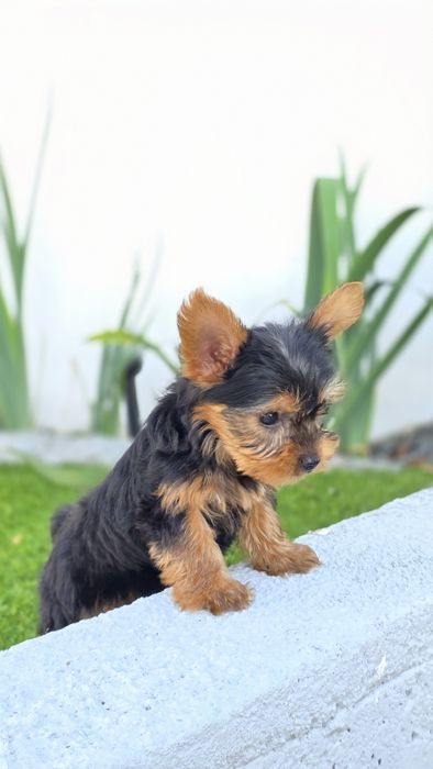 Yorkshire Terrier Macho