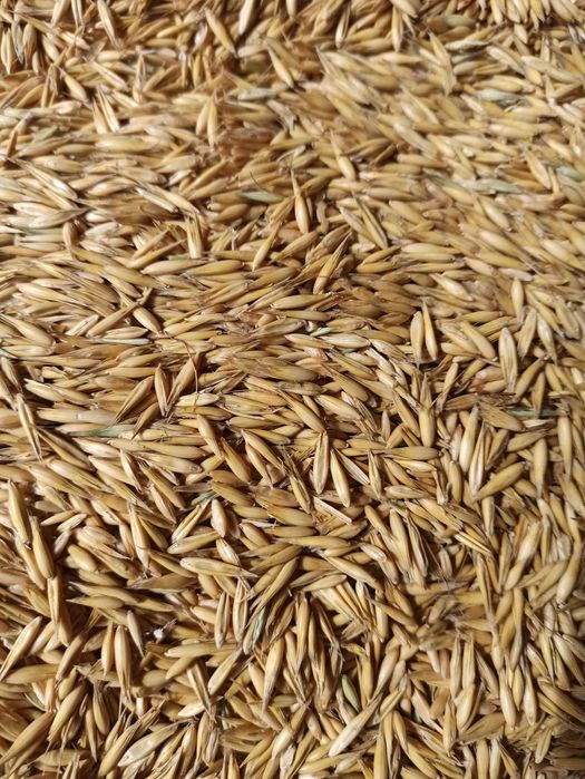 Sprzedam OWIES Poker