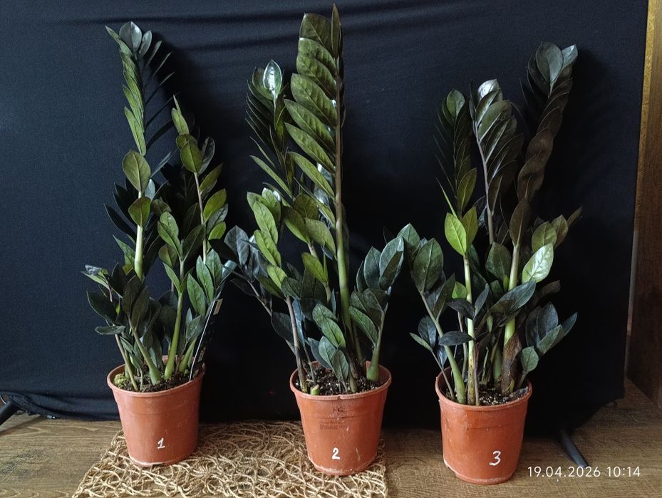 Заміокулькас Raven