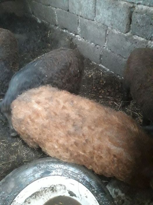 Продам поросята.