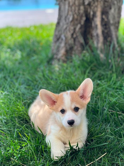 Cachorro Welsh Corgi Pembroke - Descendente de Campeões