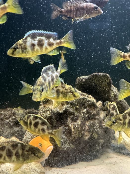 Venustus Wspaniały.
