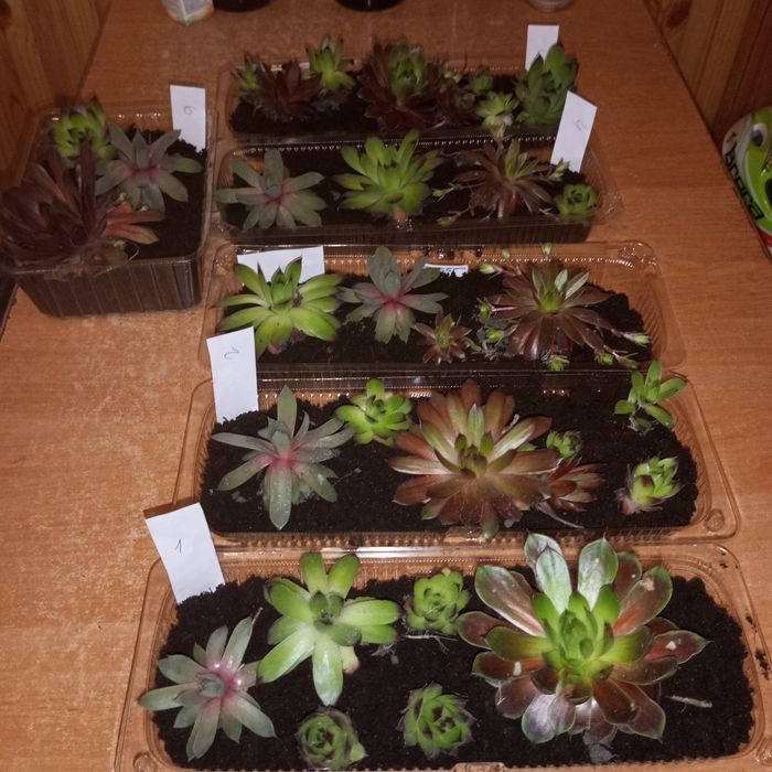 Набір сукулентів