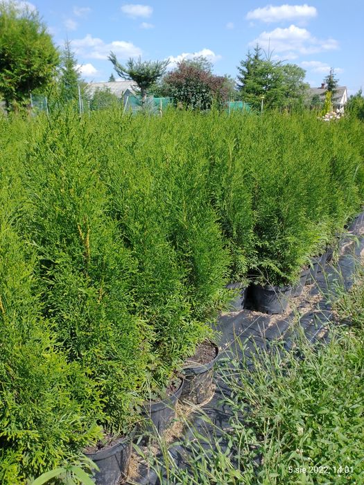 Tuja szmaragd 60-80 cm