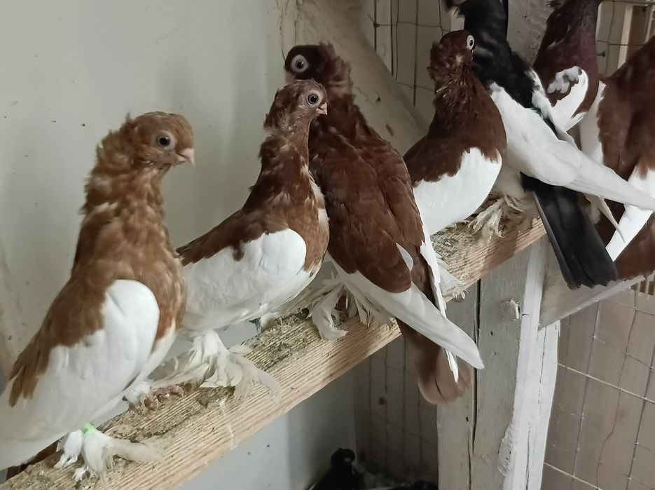 Sroczka polska krótkodzioba młode 25