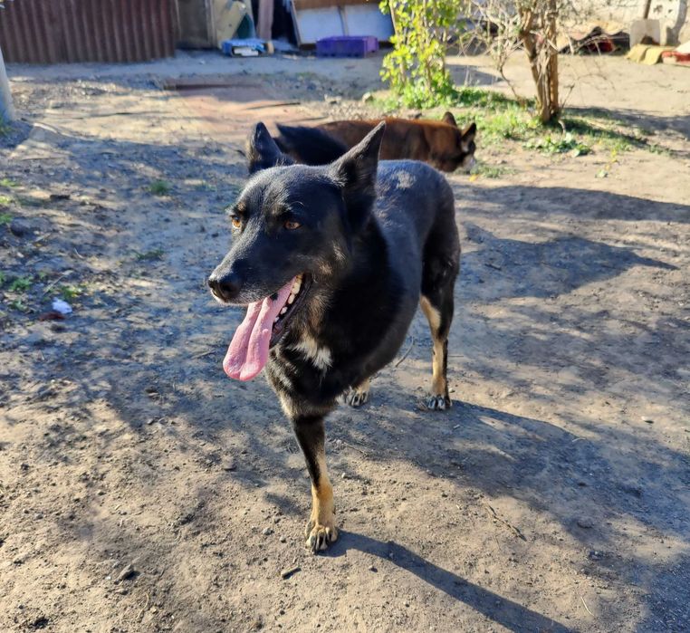 Красива, добра особлива собака Лада ТЕРМІНОВО в люблячу родину!