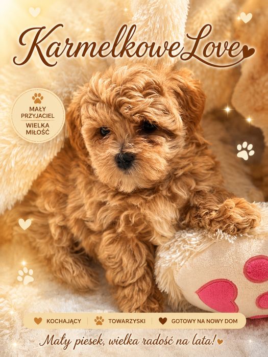 Maltipoo piesek mini