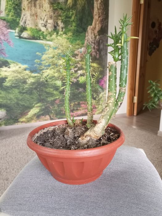 Аустроціліндропунція, невибаглива рослина