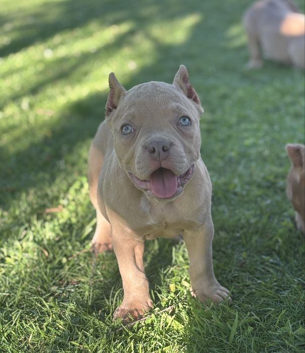 American Bully szczeniak piesek