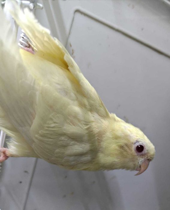 Kolorowe faliste na sprzedaż