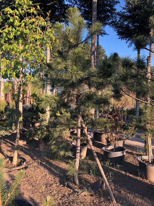 Sosna Czarna 'PINUS NIGRA' DUŻE OKAZY Donica 65l