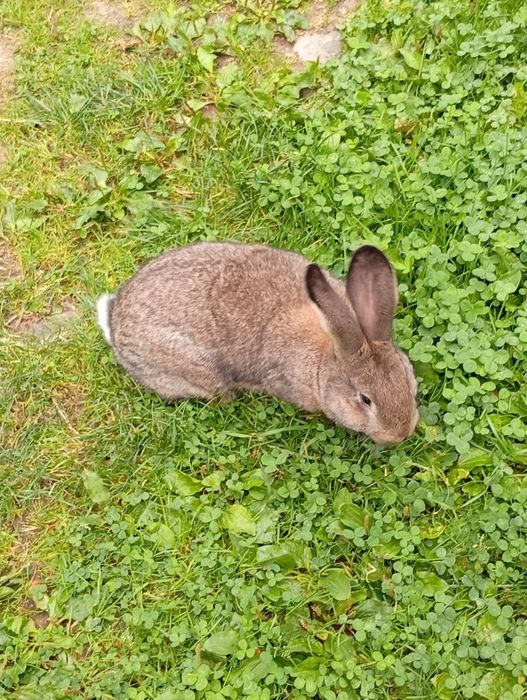 Króliki mieszance po mące belgu i samcu srokacz
