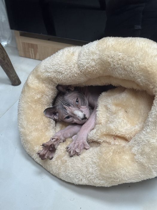 Продається дівчинка сфінкс єльф з паспортом 10 місяців