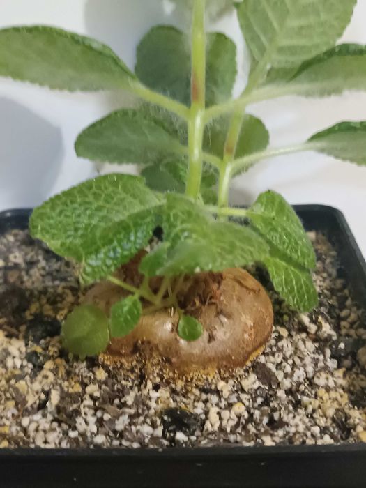 Каудексна рослина Sinningia bullata